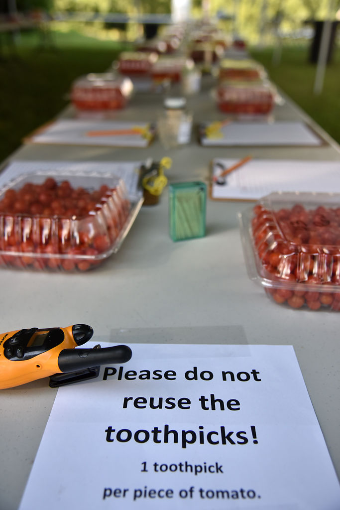 Tomatoes were lined on both sides of the two rows of tables